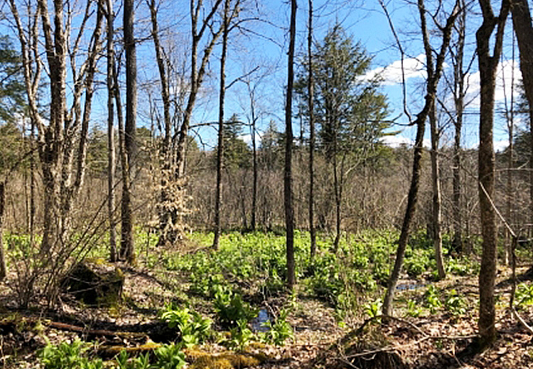 thumbnail image of hunting land for sale in williamstown ny ohara forest camp lot image of land and trees from land and camps