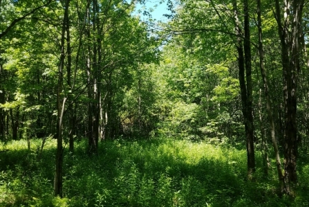thumbnail image of land for sale in steuben ny mcdonald woodlands