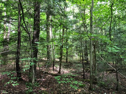 hunting land for sale cortland county ny from land and camps