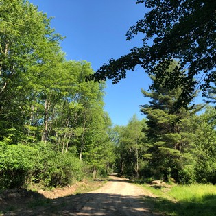 ny land for sale in williamstown ny