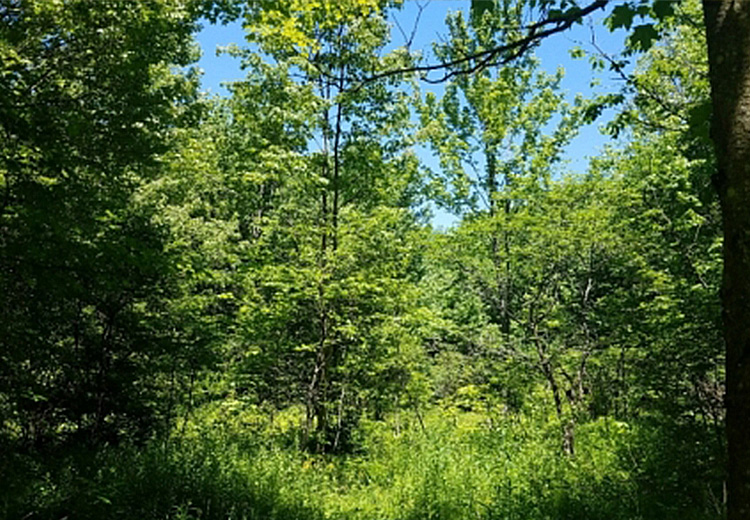 thumbnail of 8 acres of land for sale near old forge ny image of greenery and trees 