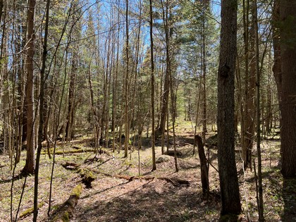 NY hunting land for sale Diana NY