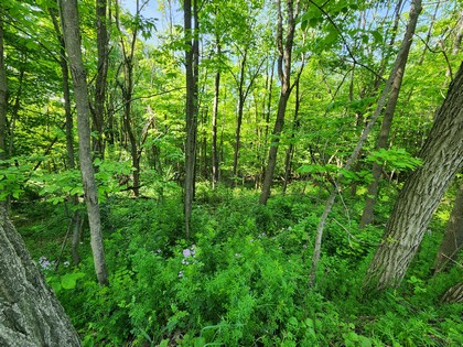 NY hunting land for sale