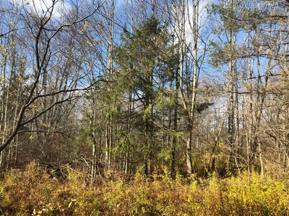 NY land for sale southern tier ny