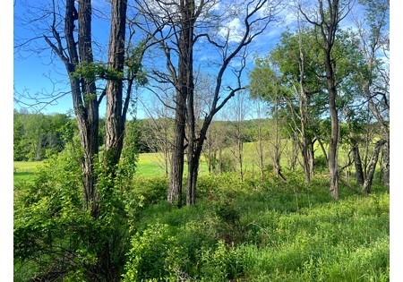 NY southern tier hunting land for sale