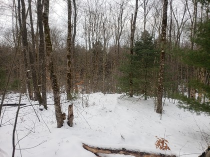 NY hunting and fishing land for sale Albion NY