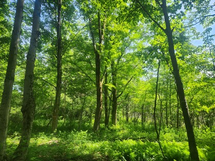 NY camps for sale - Salmon River area