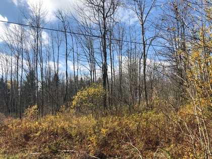 NY state forest land for sale in Pharsalia, NY