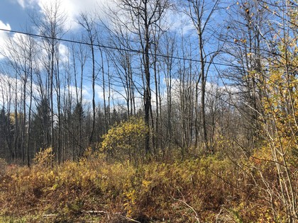 NY state forest land for sale in Pharsalia, NY