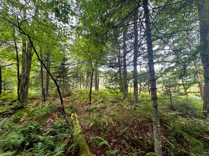 Adirondack land for sale