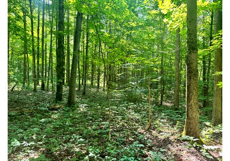 NY Salmon River area land sale