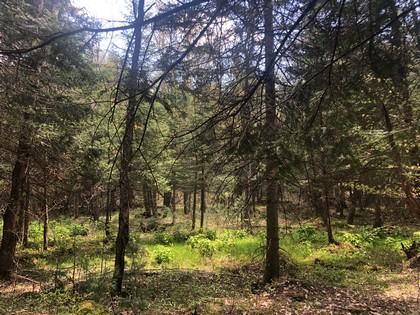 NY land for sale - Western Adirondack area