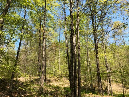 Adirondack NY land for sale