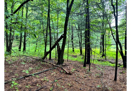 Finger lakes NY land for sale