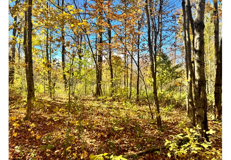 Tug Hill NY land for sale
