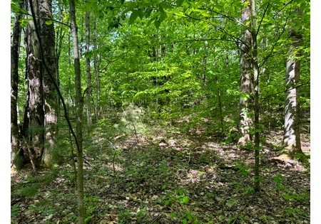 Northern NY land for sale