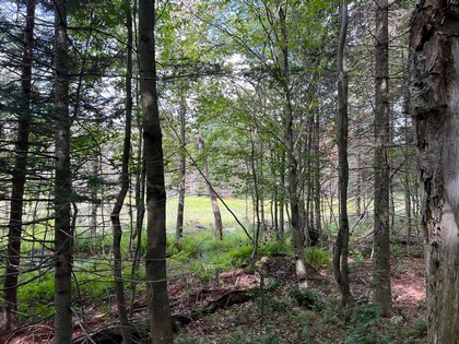 NY waterfront land for sale, land and camps, ny waterfront properties, ny lakefront land, christmas associates