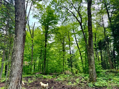 Adirondack waterfront land for sale NY