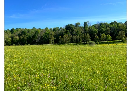 NY Southern Tier hunting land for sale