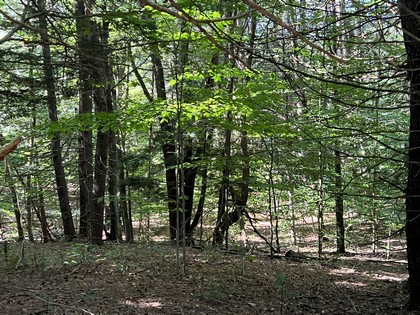 Land for sale near Oneida Lake NY