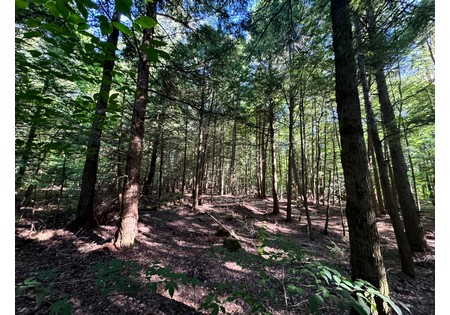 NY land for sale near Salmon River