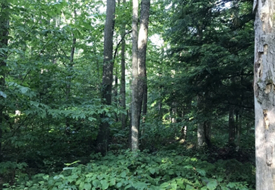 hunting land for sale near tug hill ny from land and camps