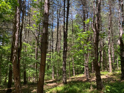 NY hunting land for sale in Southern Tier NY