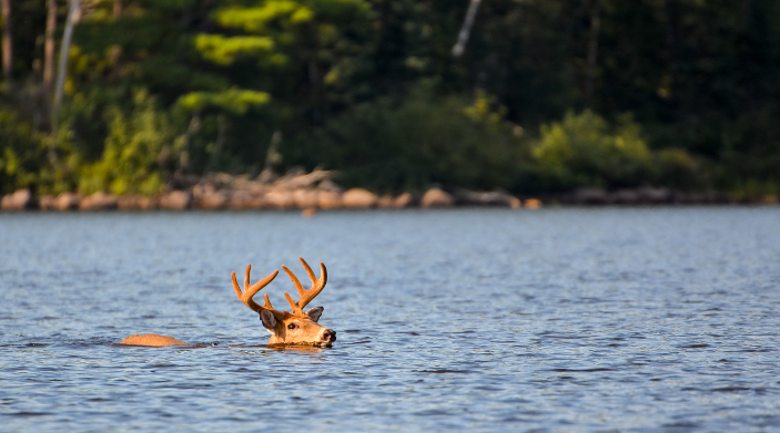 when its hot outside deer swim in the lake in ny state