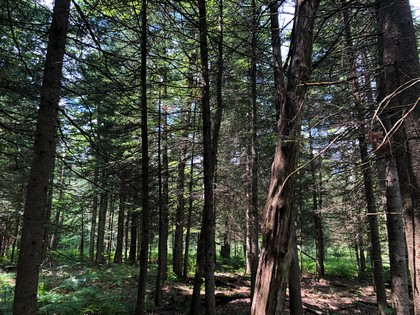 Adirondack land for sale Forestport NY