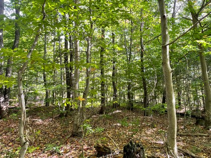 NY hunting land for sale in Lewis NY