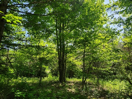 Finger Lakes NY land for sale