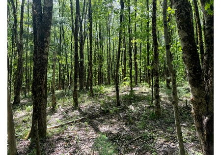 Upstate NY Land for sale 