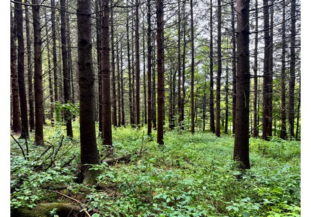 Finger Lakes NY land for sale