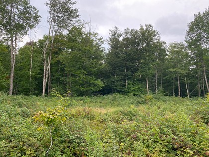 NY hunting land for sale in Redfield NY