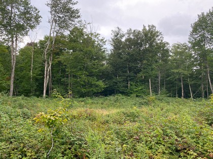 NY hunting land for sale in Redfield NY