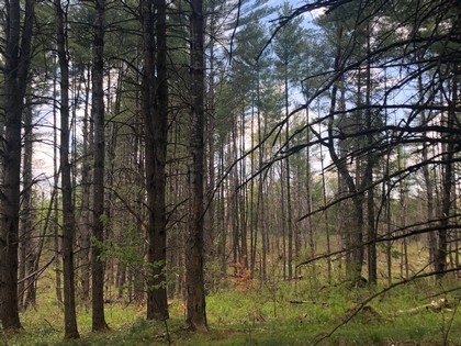 NY land for sale western Adirondacks