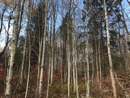 NY forest land for sale Pharsalia NY