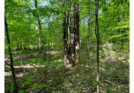 Northern NY land for sale