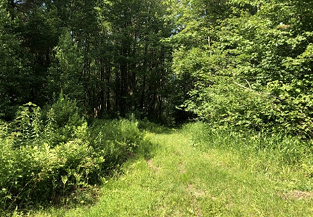 land for sale northern ny image of trail grass and trees 