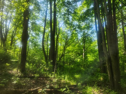 NY hunting land for sale