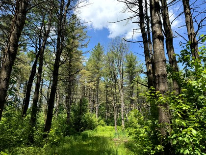 land for sale NY