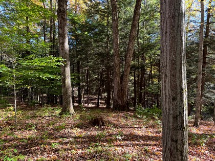 NY southern tier hunting land for sale