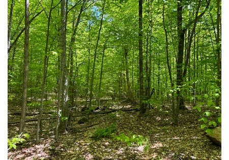 Adirondack land for sale