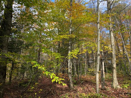 ny hunting land for sale in redfield ny