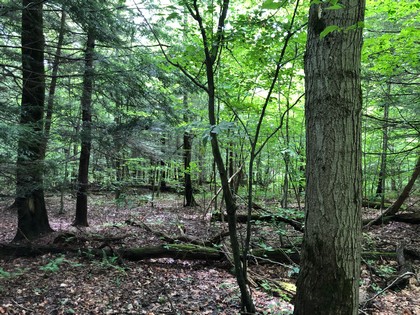 NY land for sale in Harford NY