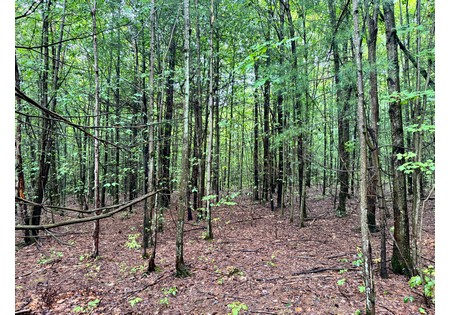 Finger lakes NY land for sale
