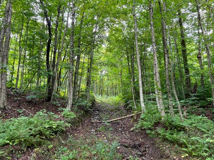 NY hunting land for sale