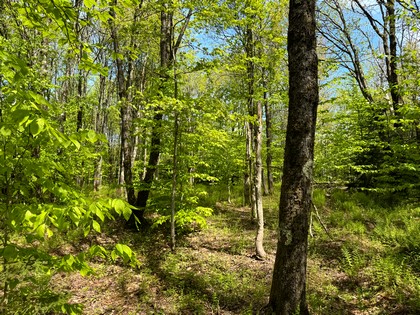 NY land and camps for sale