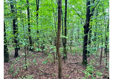 NY Finger Lakes land for sale