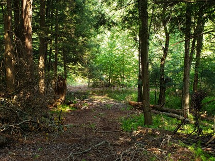 NY creek front land for sale Florence NY